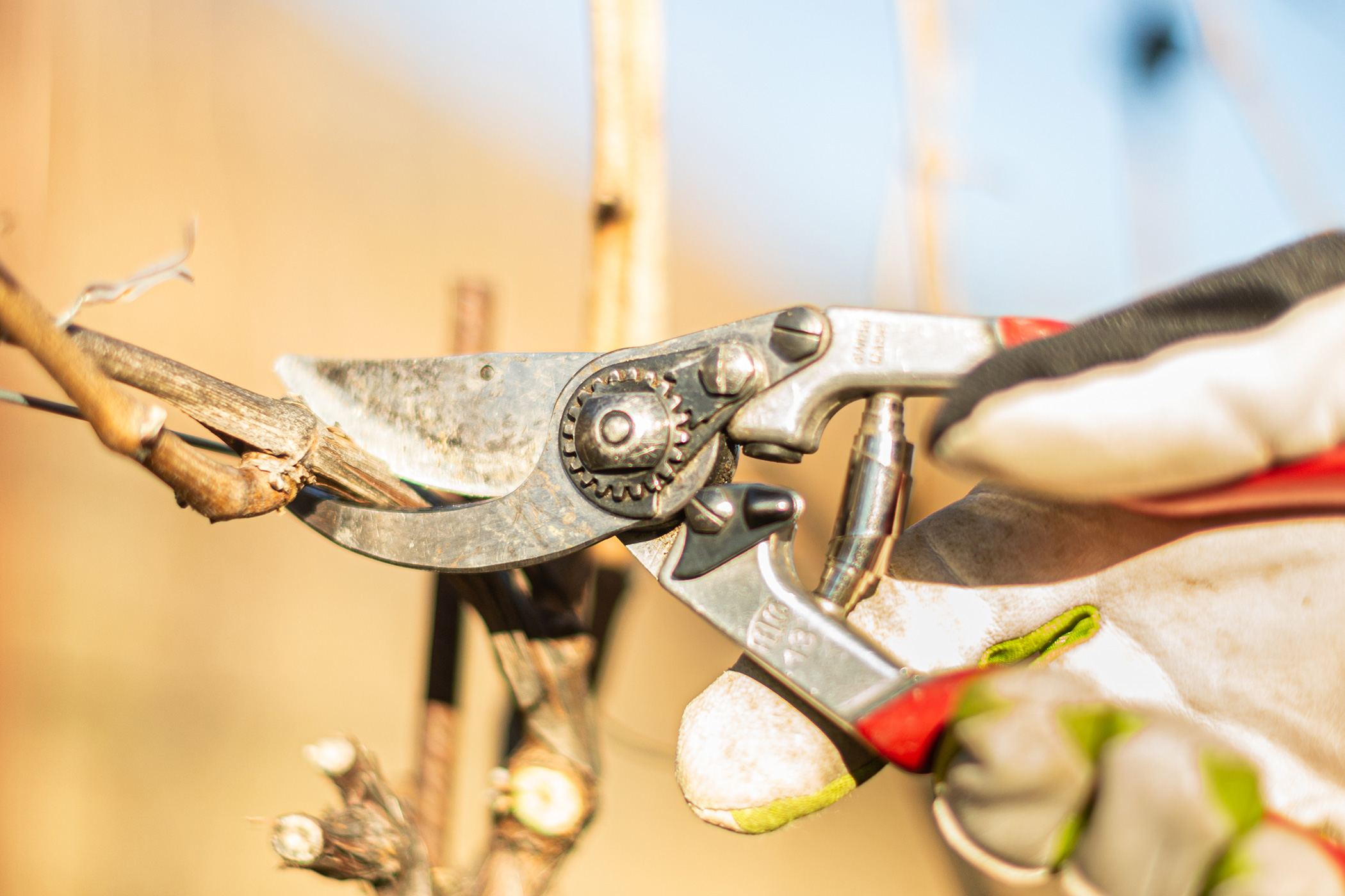 Vini con carattere e finezza