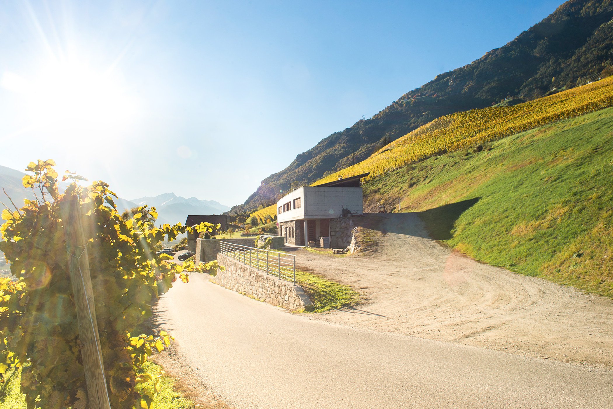 Azienda vinicola Falkenstein