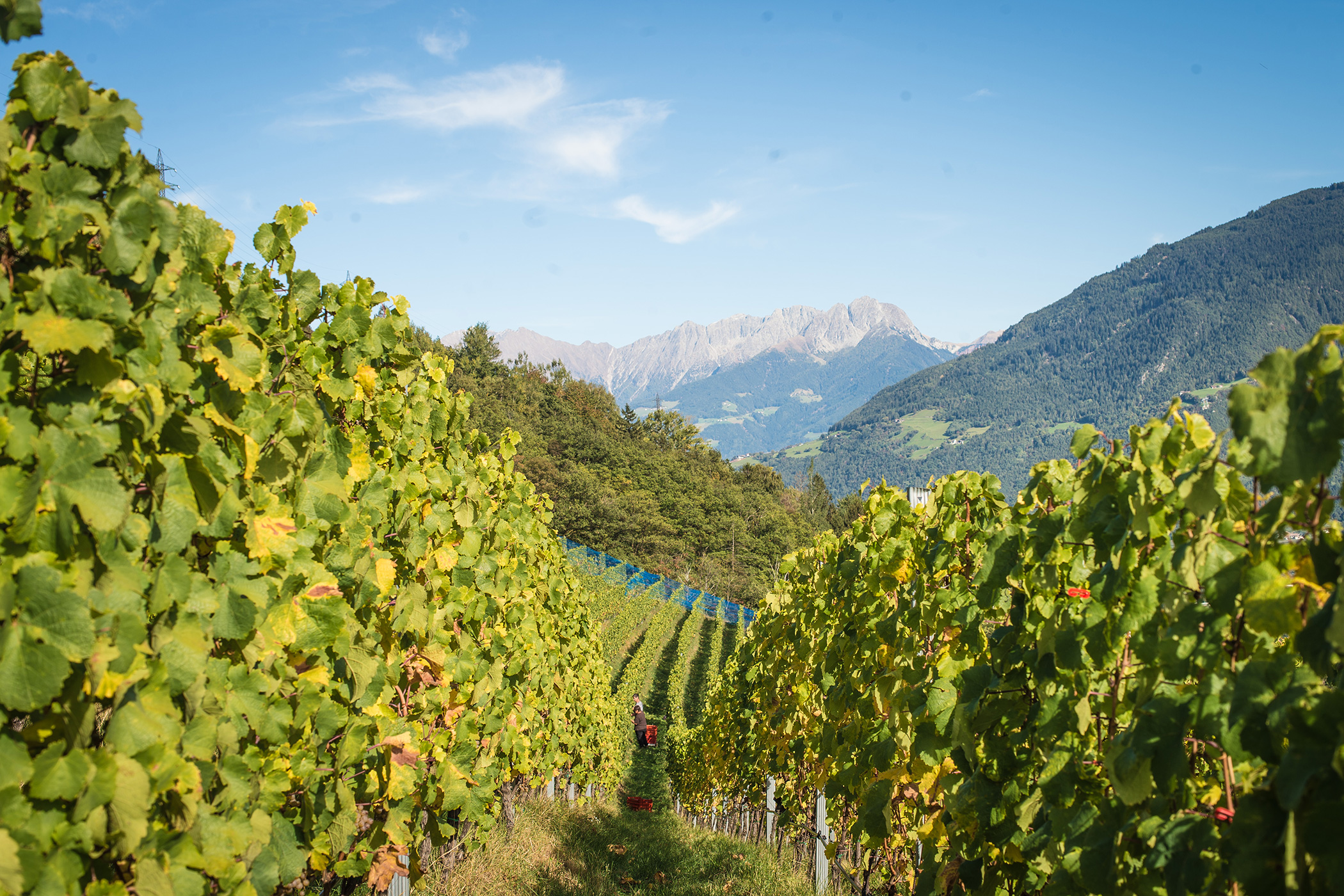 Azienda Vinicola Falkenstein